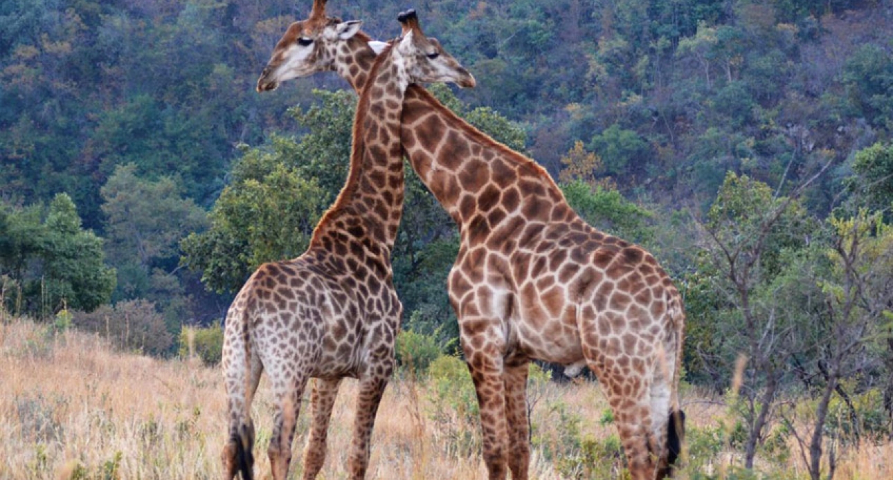 Safaris et plages du Mozambique