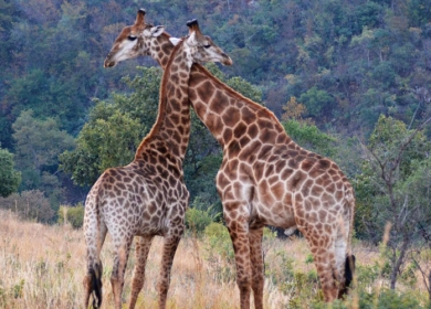 Safaris et plages du Mozambique